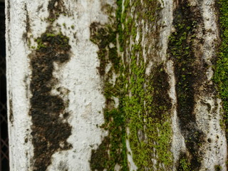 Moss wet surface old wall and old brickBackground 