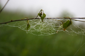 Green leaves in a web with dew.
