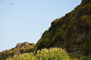 Fototapeta na wymiar Gulls at Hillside