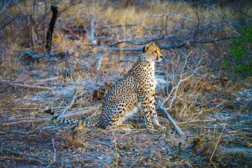 cheetah in kruger national park, mpumalanga, south africa