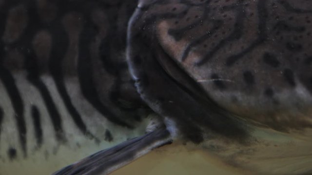 Spotted sorubim catfish (Pintado) closeup of gills moving - breathing