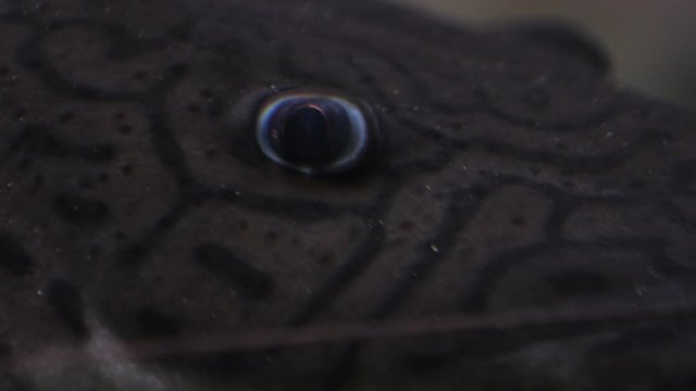 Spotted sorubim (Pintado) catfish eyes closeup