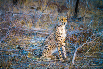 cheetah in kruger national park, mpumalanga, south africa