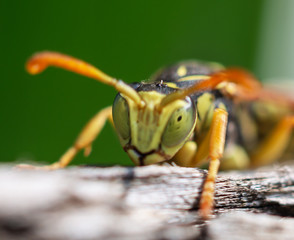 bug on leaf