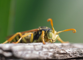 wasp on leaf