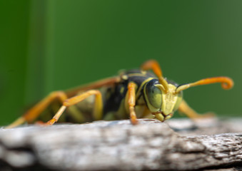 fly on leaf