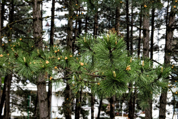 Raindrops on the pnn needles after rain, selective focus
