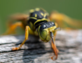 fly on leaf
