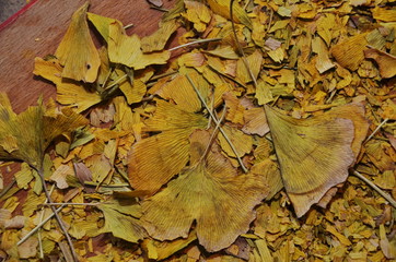 Dried ginkgo leaves on the table.