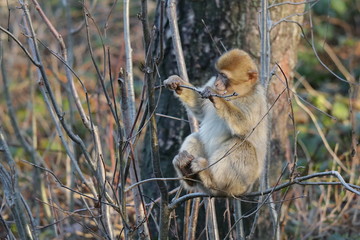 junger Berberaffe sitzt im Strauch