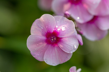 pink flower in the garden
