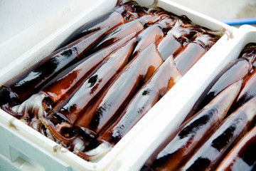 マイカ　スルメイカ　Todarodes pacificus Steenstrup　squid