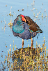 Purple Swamphen Wading