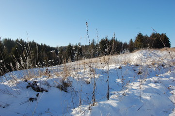 Winter cold day in fores.