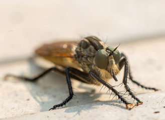 fly on a background