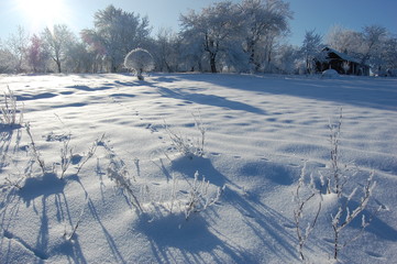 Winter cold day in fores.