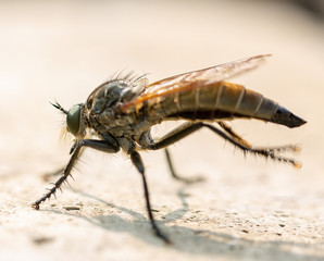 fly on white background