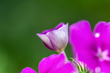 Fototapeta na wymiar pink lotus flower in garden