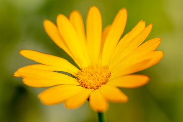 yellow flower on green background