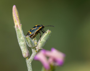 fly on flower