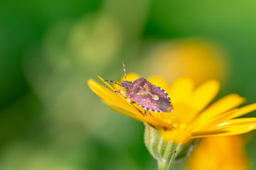 butterfly on flower