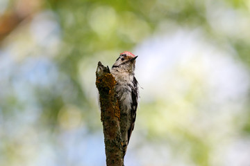 Lesser spotted woodpecker dendrocopos minor male perched on dry tree. Cute little forest bird in wildlife.