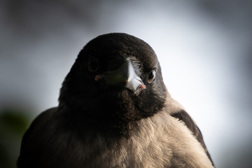 The crow is staring at your soul.