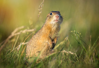 Naklejka na ściany i meble ground squirrel Spermophilus citellus European ground squirrel, curious in the grass.