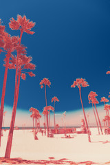 Tripical beach with palm trees. Holiday and vacation concept. California landscape. Surreal coral...