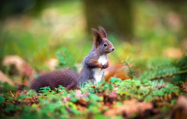 Naklejka na ściany i meble Squirrel sitting in the autumn park sunshine autumn colors