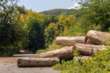 Fototapeta premium Sanitary deforestation in the mountains