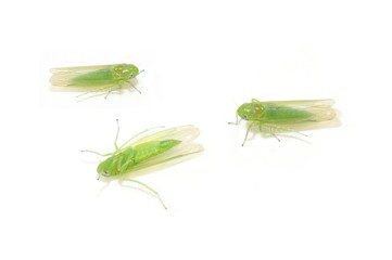 Smaller green leafhopper Empoasca vitis isolated on white background