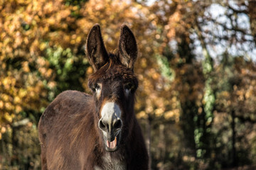 Donkey in the forest
