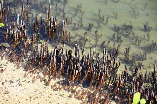 Black mangrove Avicennia germinans Pneumatophores 