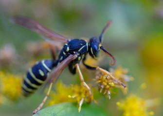bee on flower