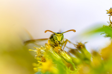 Naklejka premium bee on flower