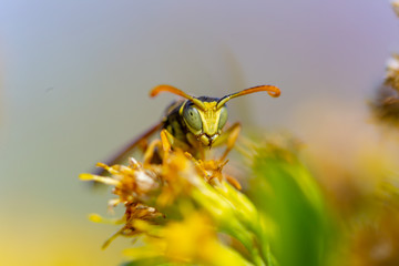 bee on flower