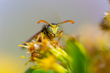 bee on flower