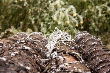Baumstämme mit bröckelnder Borke und Rinde, Spinnweben mit Frost