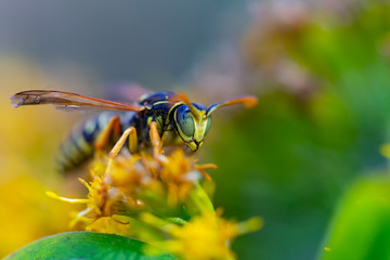 bee on flower