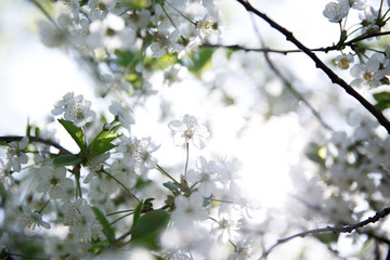 Blooming cherry in the sunlight. The glare of the sun. Beautiful white light, blur. Spring mood.