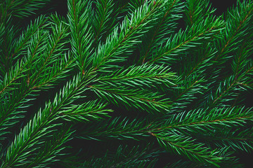 Branches of fir tree as background, matte, dark, closeup.