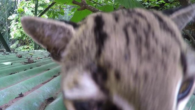 Oncilla Wild Cat In Captivity Is Curious