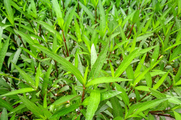Selective focus on Green leaf bush for background textured usage.