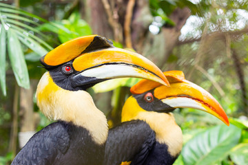 close up hornbill at rainforest © thekopmylife