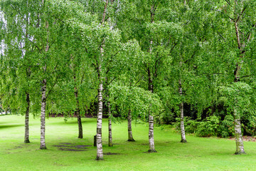 Obraz premium Minimalist garden landscape with green young poplars and grass in a rainy day in Scotland, United Kingdom, space for text
