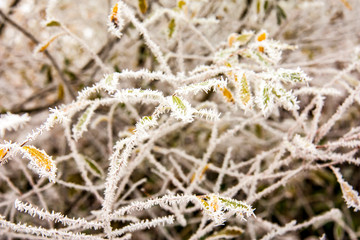 Hintergrund, Strukturbild, Winteräste mit Frost und Eiskristallen, bunte Blätter