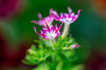 closeup of pink flower