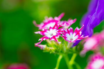 closeup of pink flower
