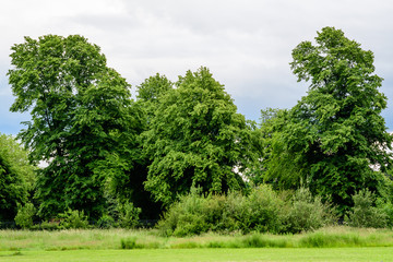 Obraz premium Green forest with large trees and bushes in a sunny summer day in Scotland, United Kingdom